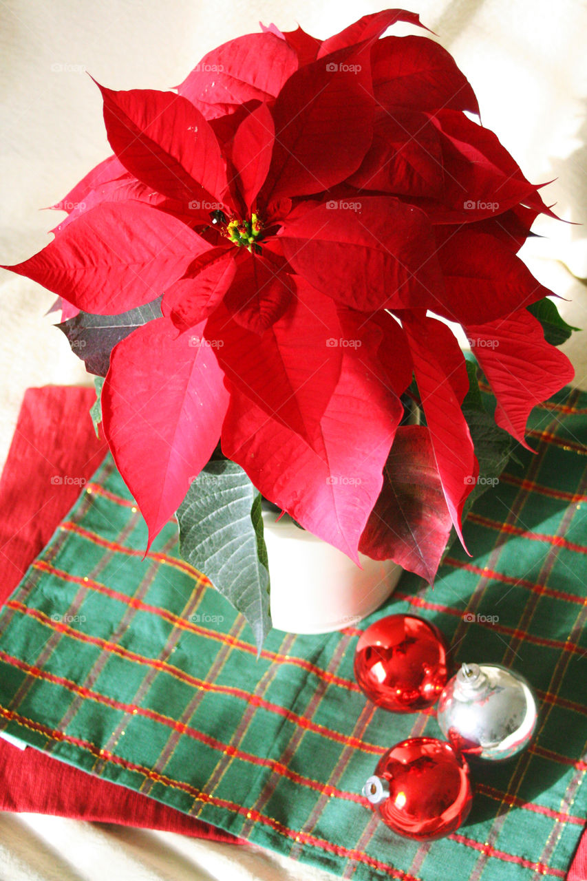 Christmas poinsettia and balls 