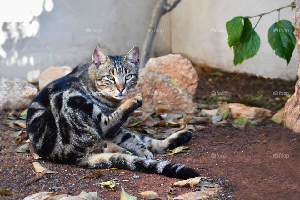 Cat sitting on ground in the garden with copy space on the right side.