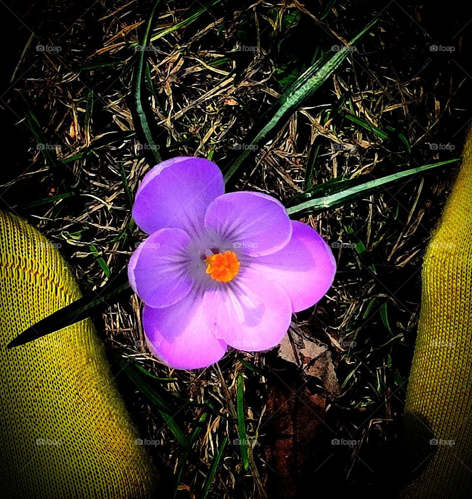 Lavender color. Lavender color crocus flower. View from above. The flower looks like a laughing emoticon with eyes, nose and mouth