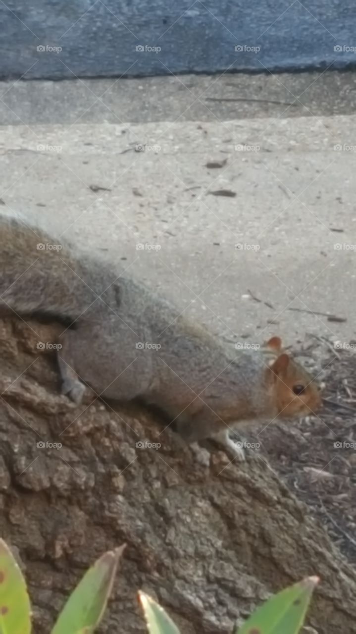 squirrel  on a tree