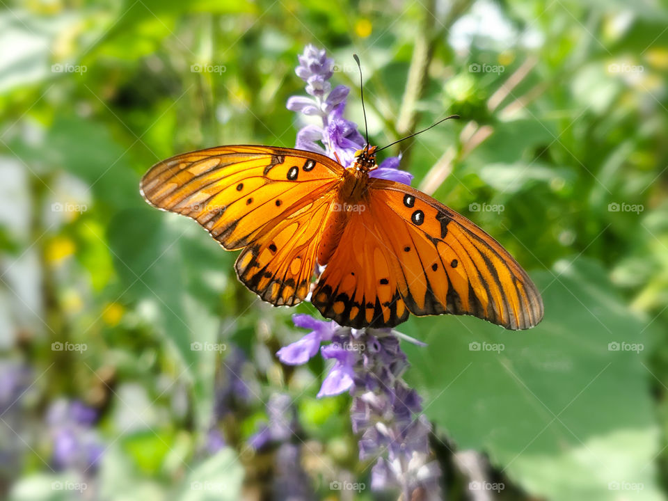 Orange butterfly