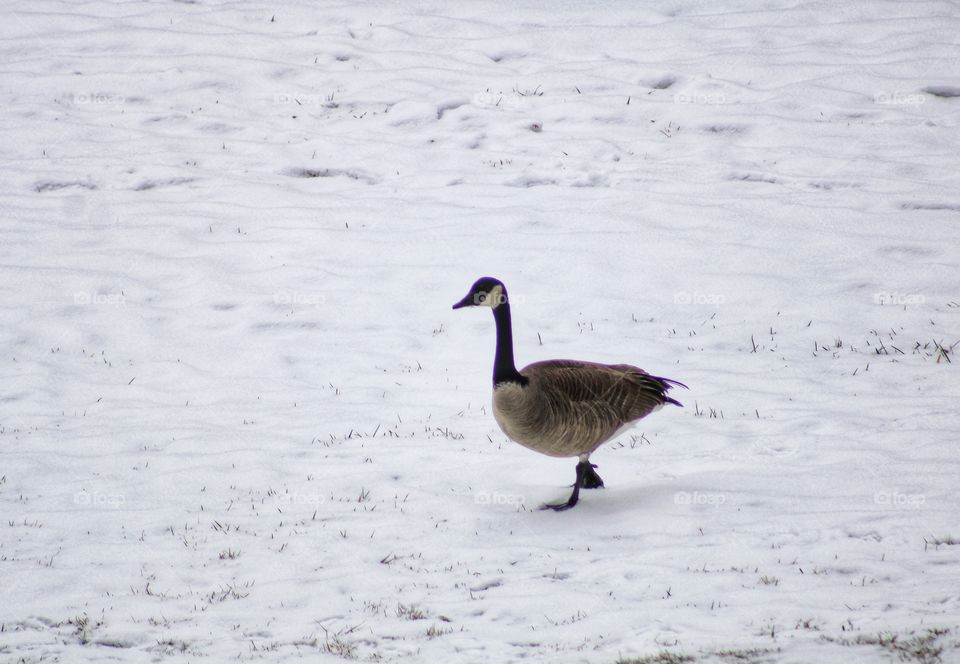 a canada goose walking on a field of grass covered with snow