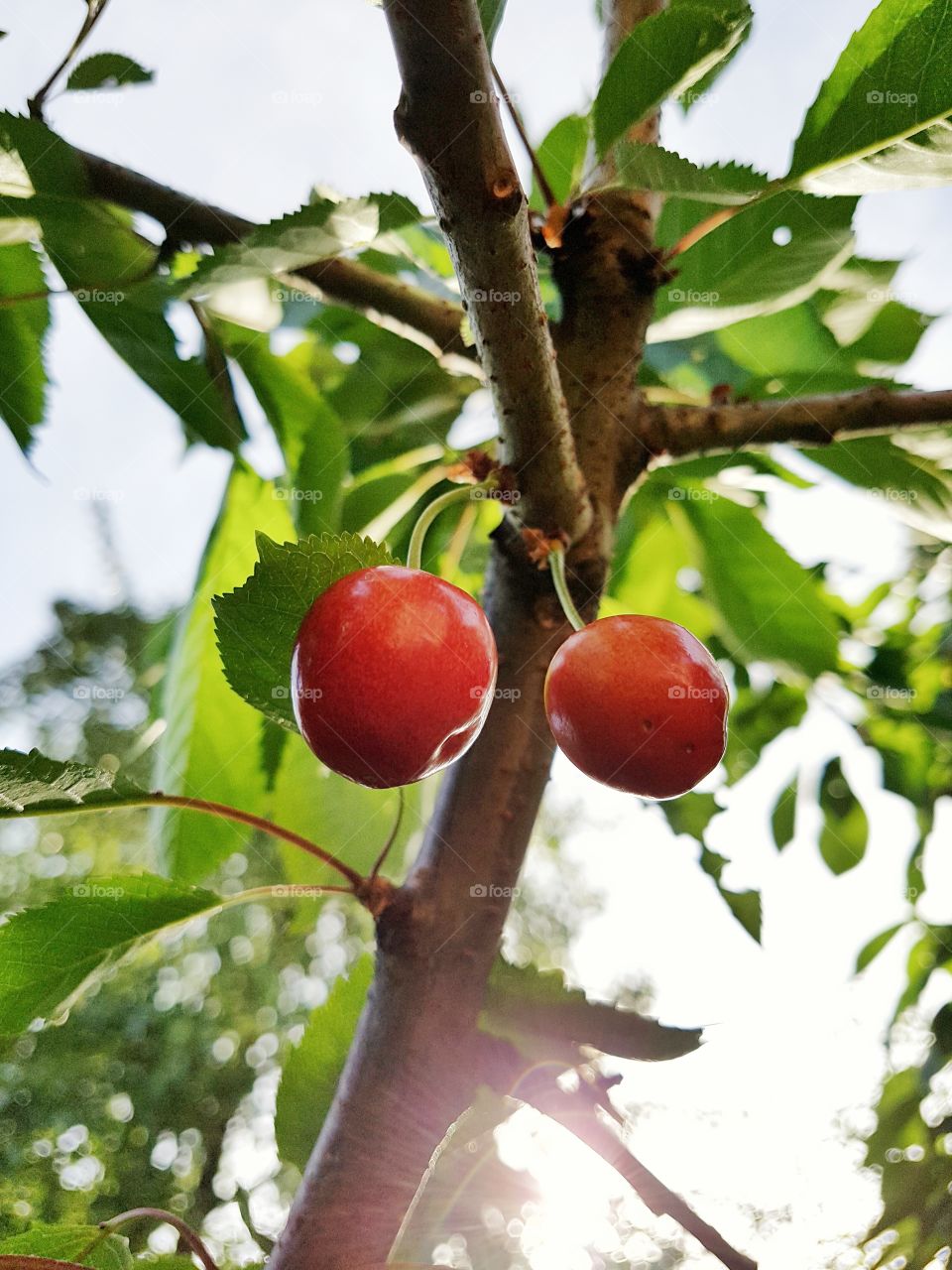 summer. cherries.