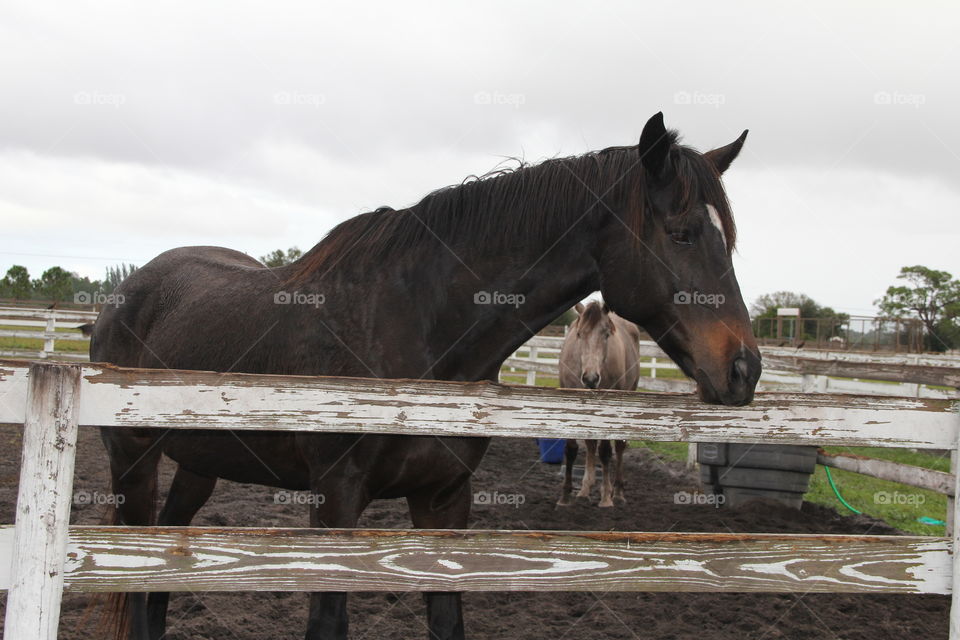 two horses in paddock on farm