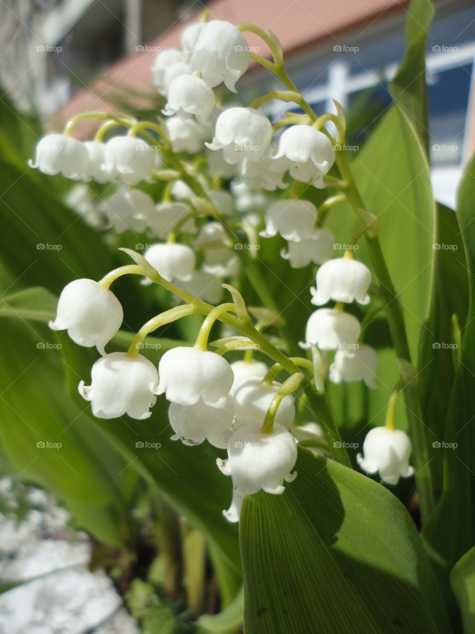 Flower, Nature, Leaf, Flora, No Person