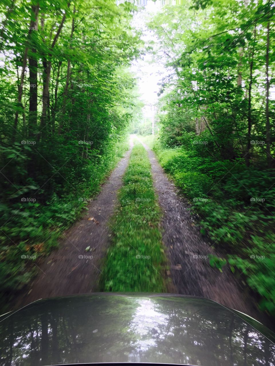 Wooded trail road with trees 