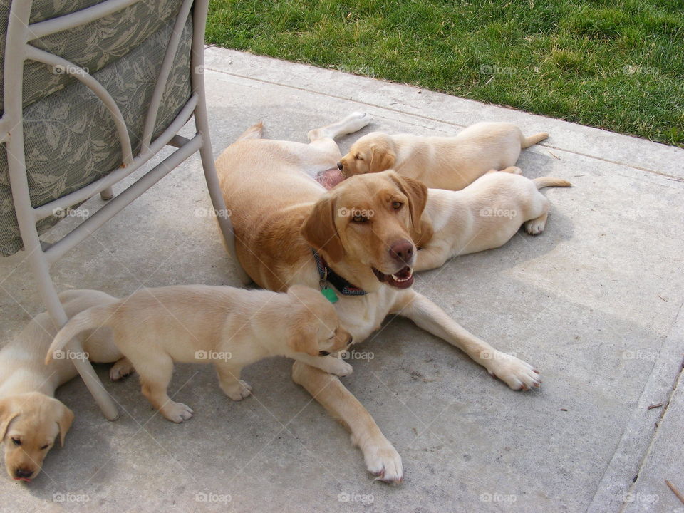 This is a yellow Labrador retriever laying on the patio with some of her puppies.
