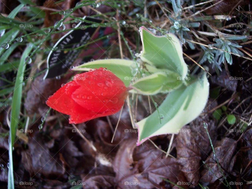 Tulip in the dew. dewy morning