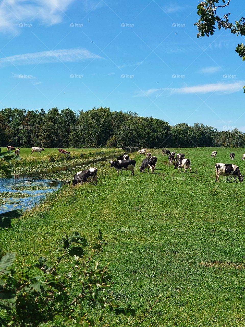 Cows in the Netherlands