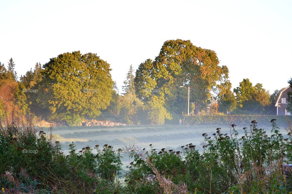 Foggy field. Countryside in sweden