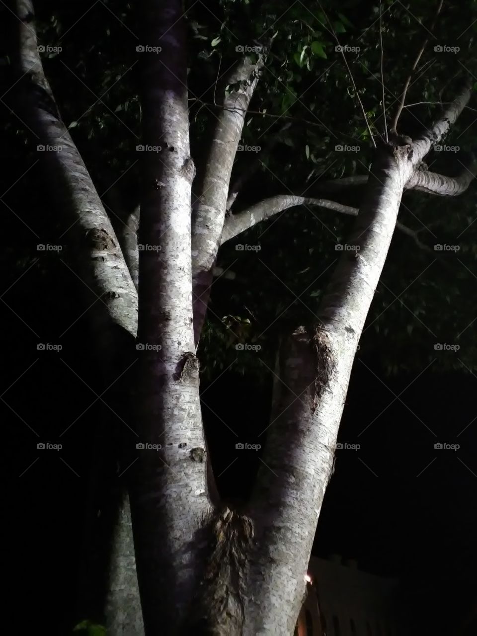 Tree with lights at night