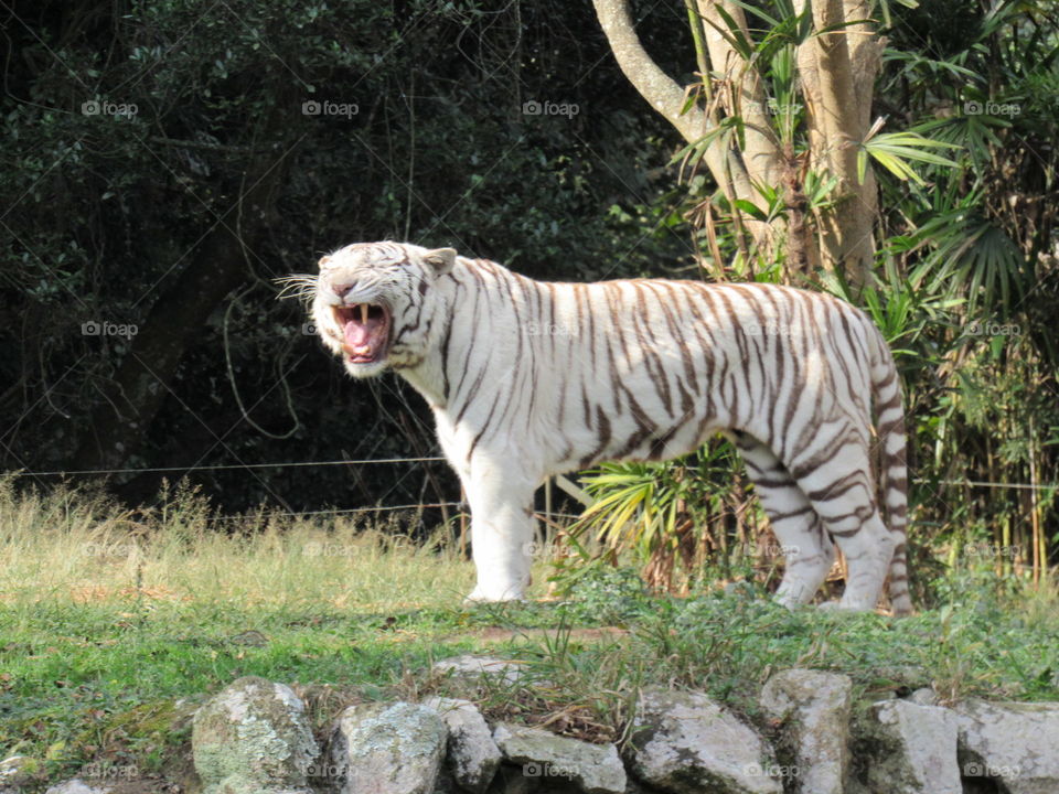 Tigre Branco