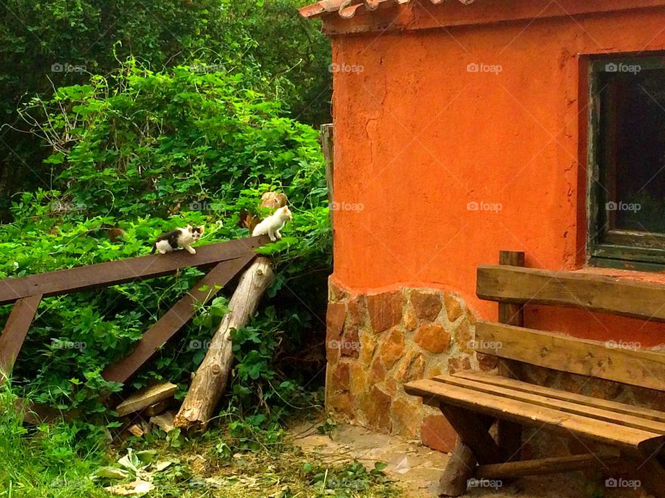 kittens in the field.
