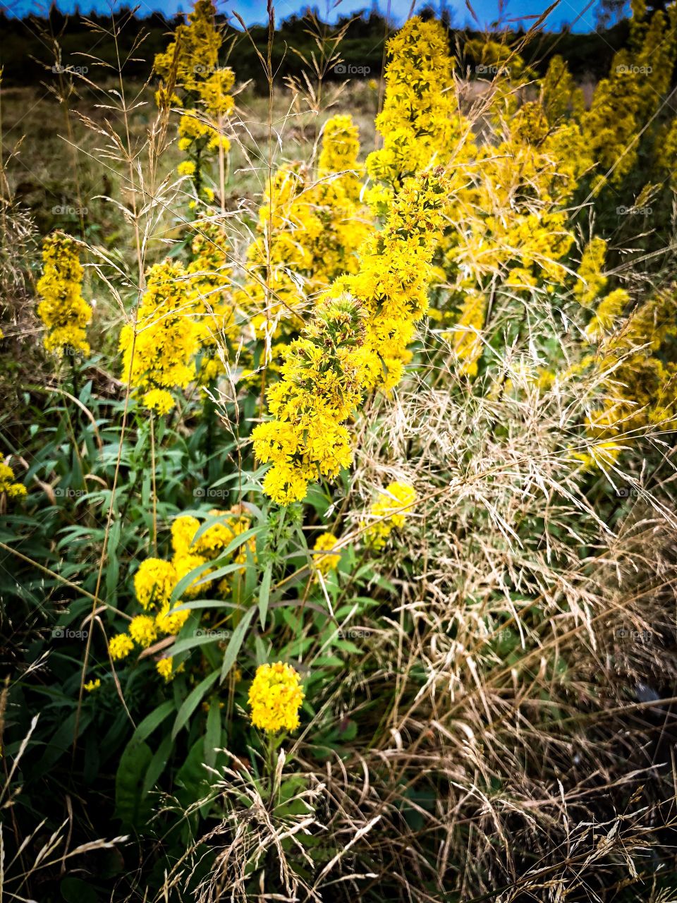 Goldenrod in full bloom at Roan Mountain Appalachian Trail 