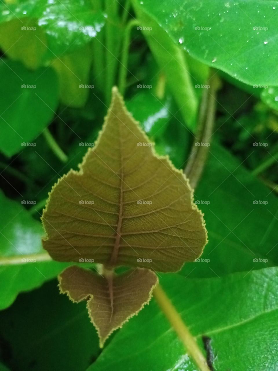 Beautiful view of two green leaves shining border with green background nature clousup