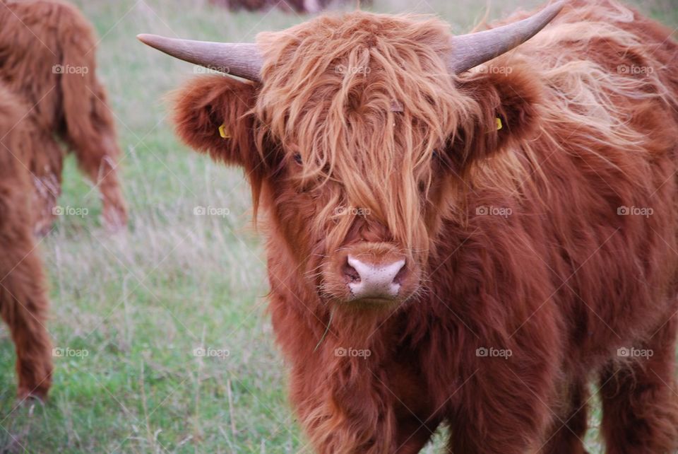 Close-up of cow cattle horn