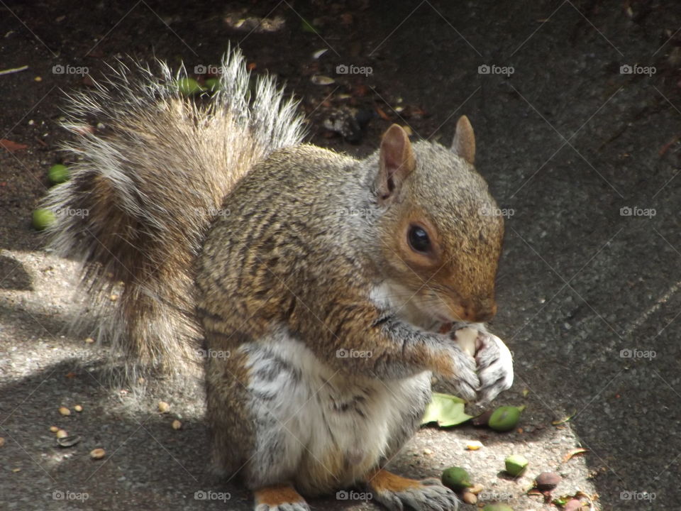 A Squirrel Eating