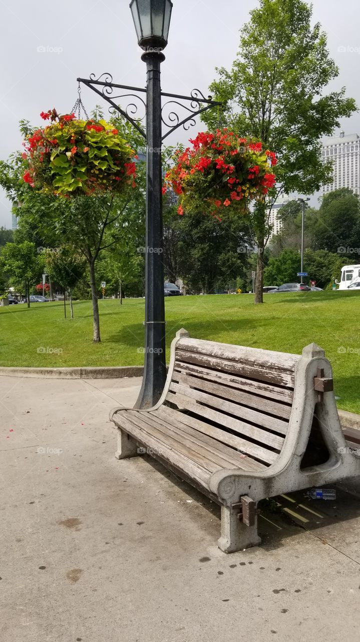 Bench, No Person, Garden, Outdoors, Flower