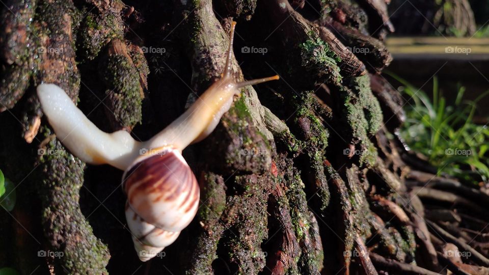 Snail crawling on the roots