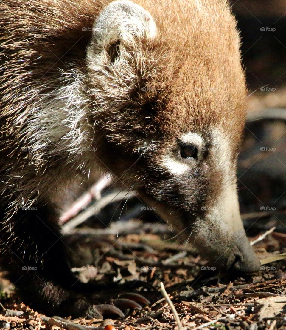 Closeup of a Young Coati