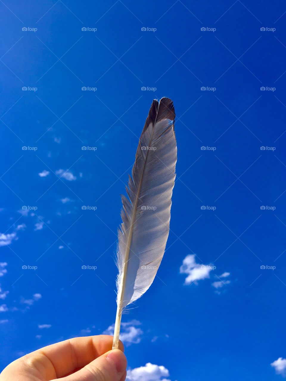Pigeon feather in front of the blue sky 