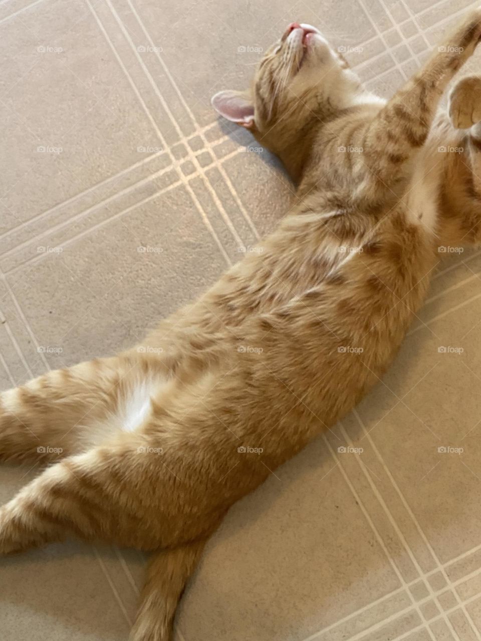 Roadkill pose activated 