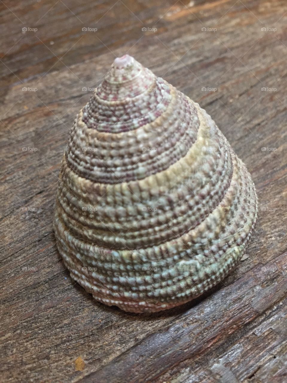 Colorful conical shell on wood 