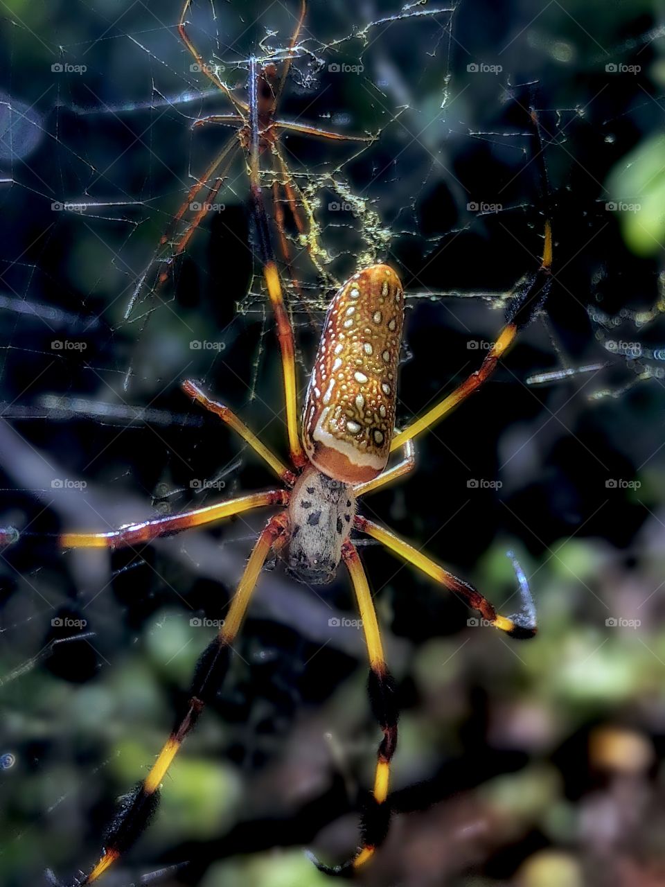 SpiderBabe 2