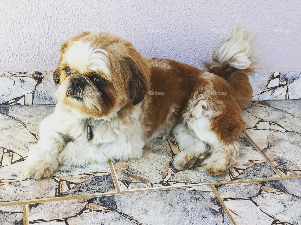 Quem vê a cara de preocupação dessa #cachorrinha, pode até pensar que tem problemas a resolver... ô vida tranquila a dos caninos!
🐶 
#dog #cachorro #relax #pet