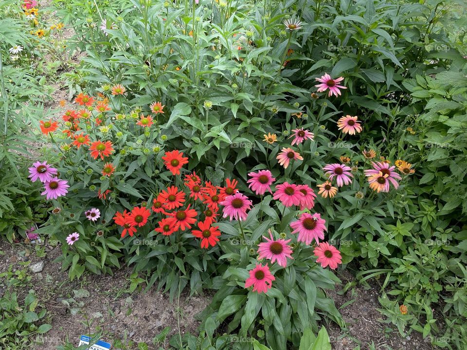 Red pink multicolored echinacea coneflowers in pollinator wildflower garden 