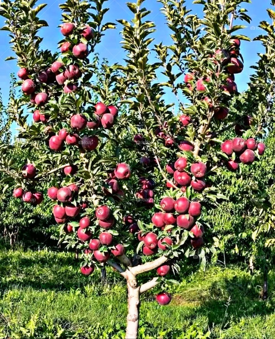 A most beautiful and attractive view in the garden.