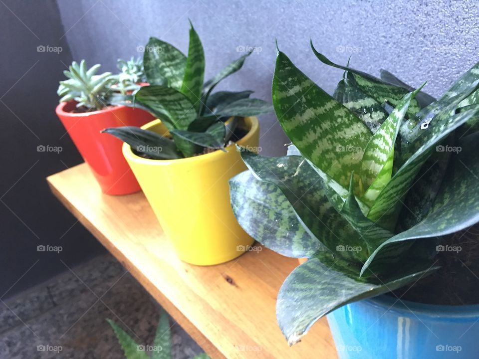 Color in urban garden.