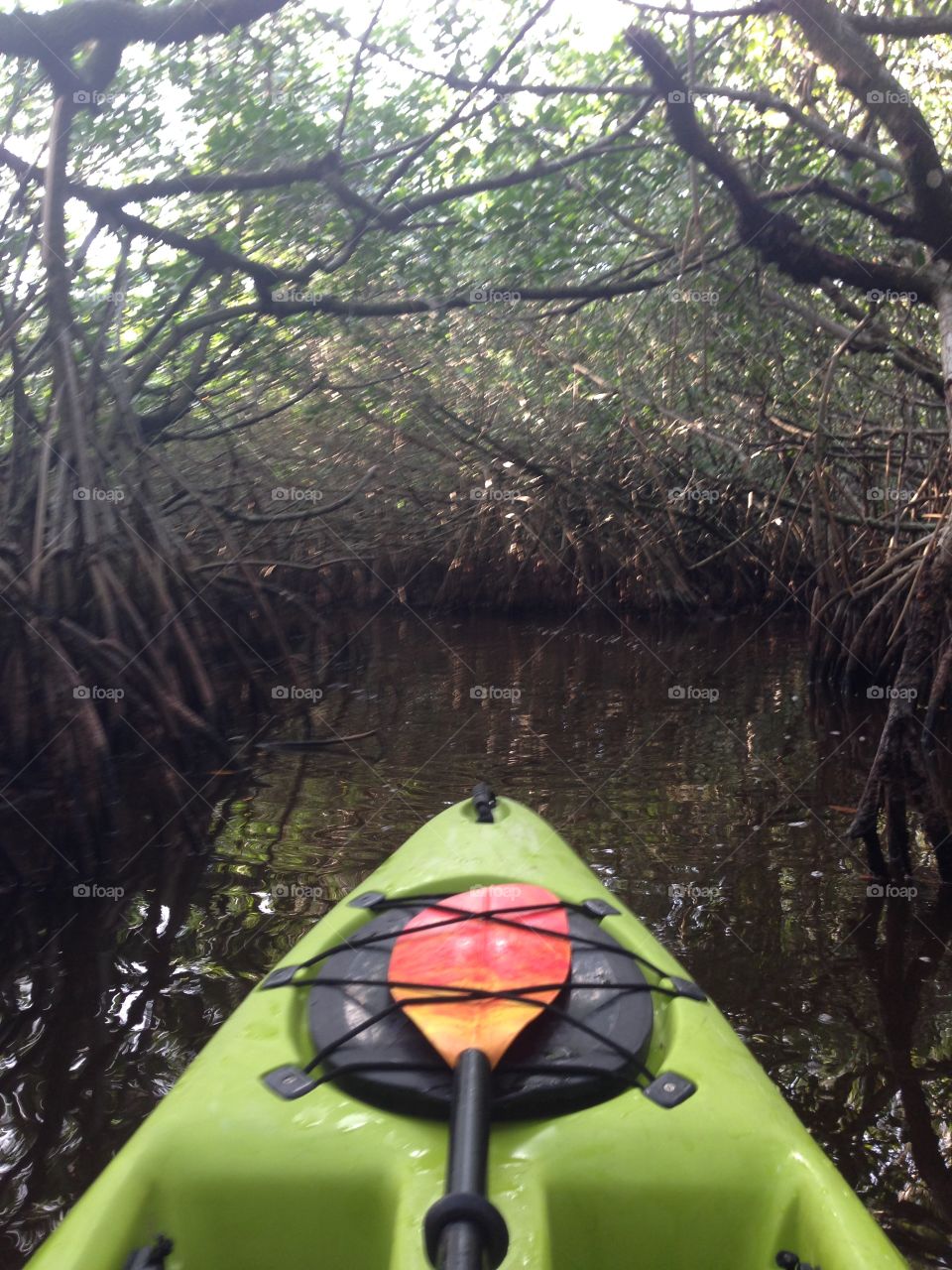Kayaking through the Everglades 