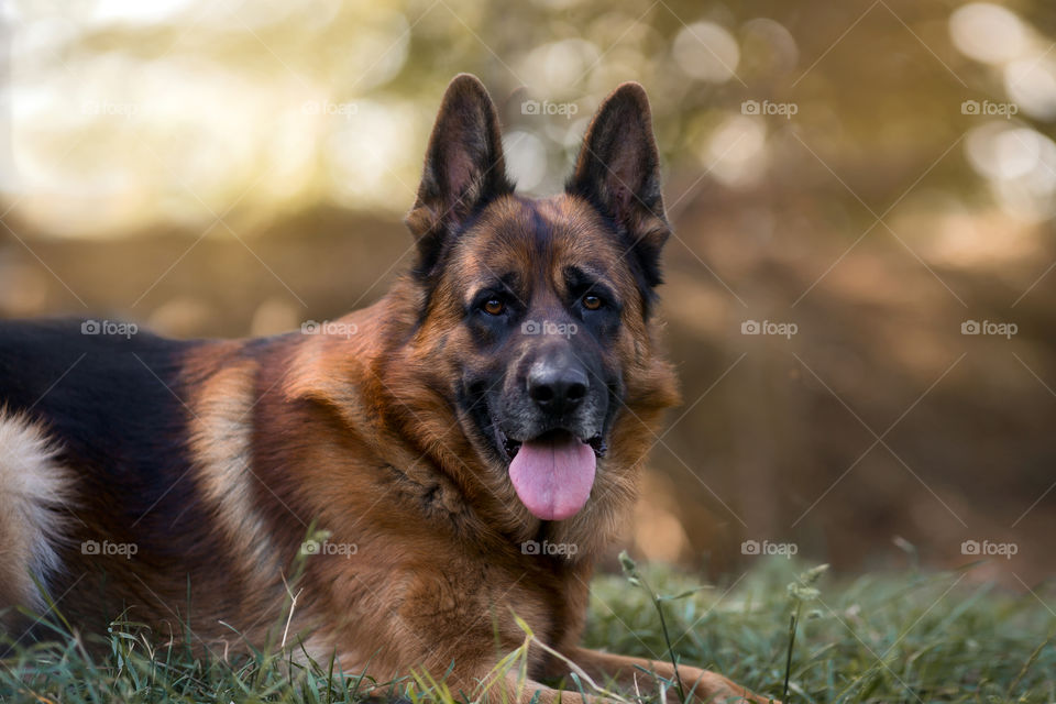 German shepherd dog portrait at autumn park