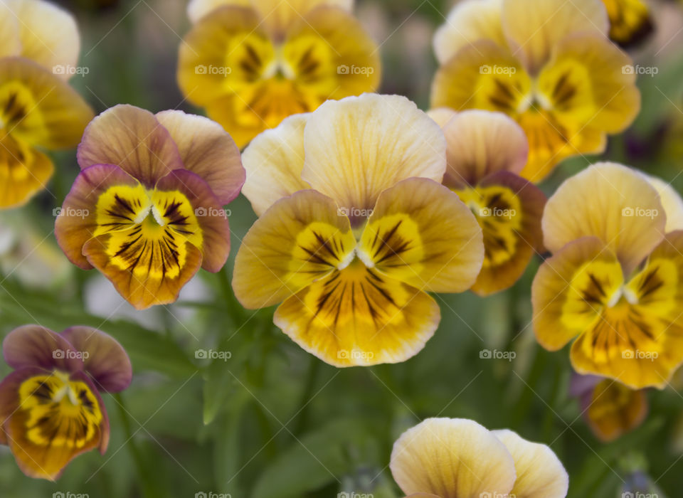 Blooming bright yellow flowers.  Large open heads of Pansies against a background of lush greenery.  Nature photography, horizontal orientation, close-up