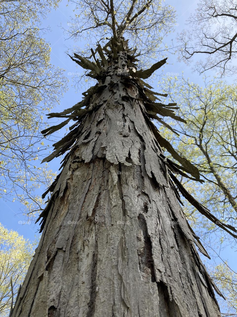 Shagbark Hickory 