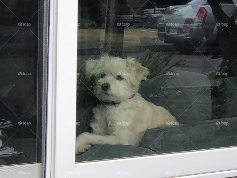 Doggie in the window 