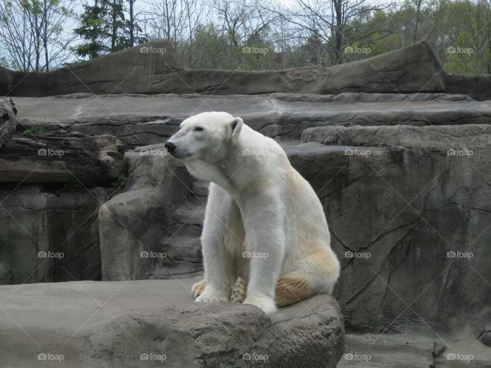 Polar bear