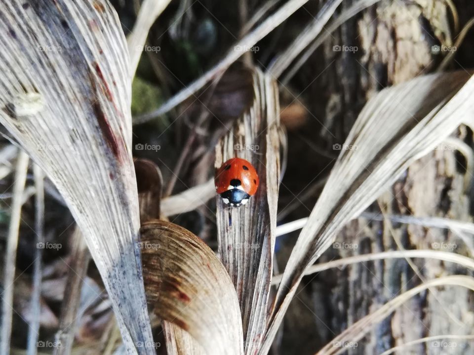 Ladybug