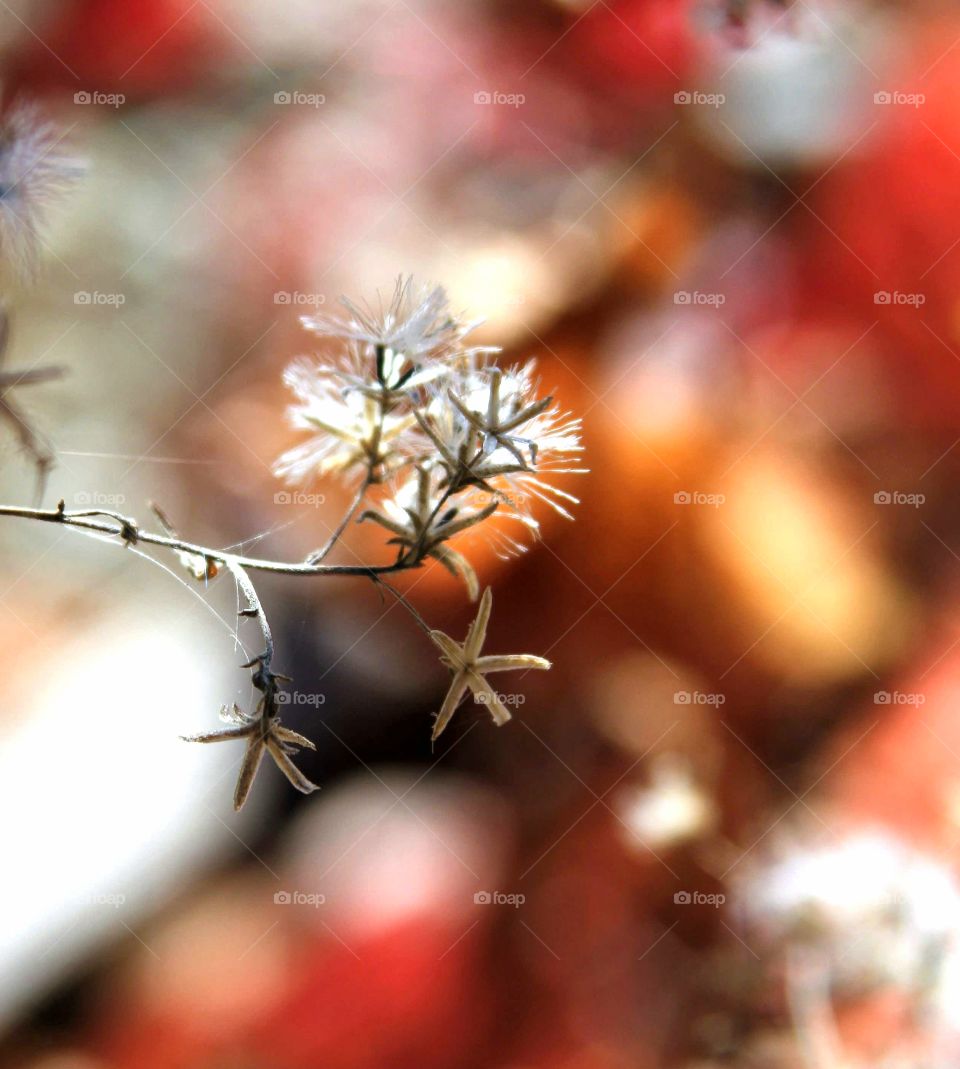 spent flowers in autumn.