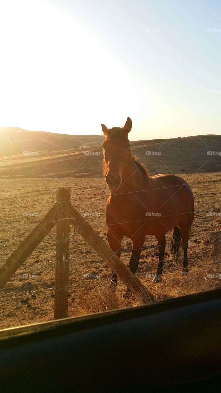 Saying Hi. This horse walked up to us as we passed by