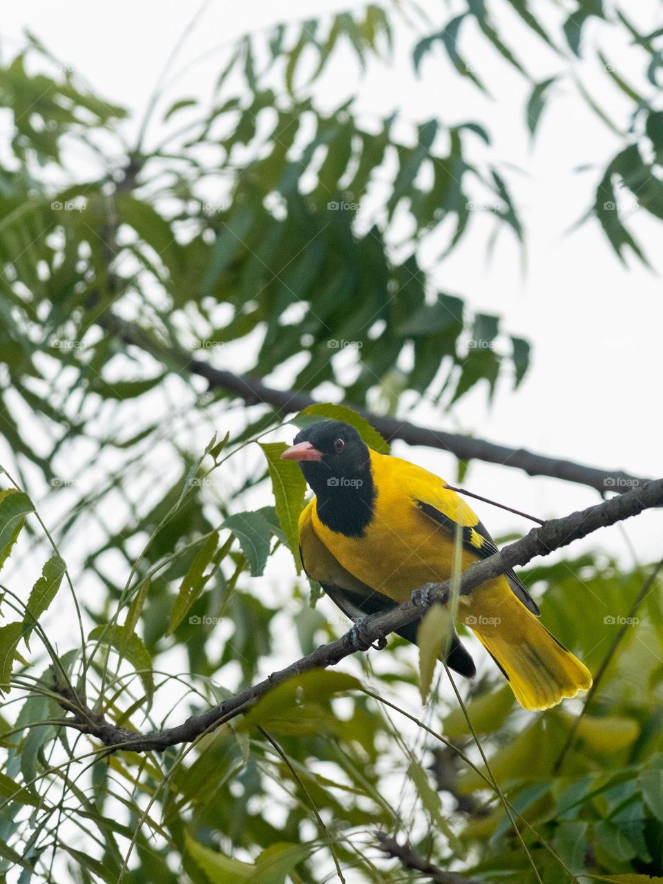 Black-hooded oriole