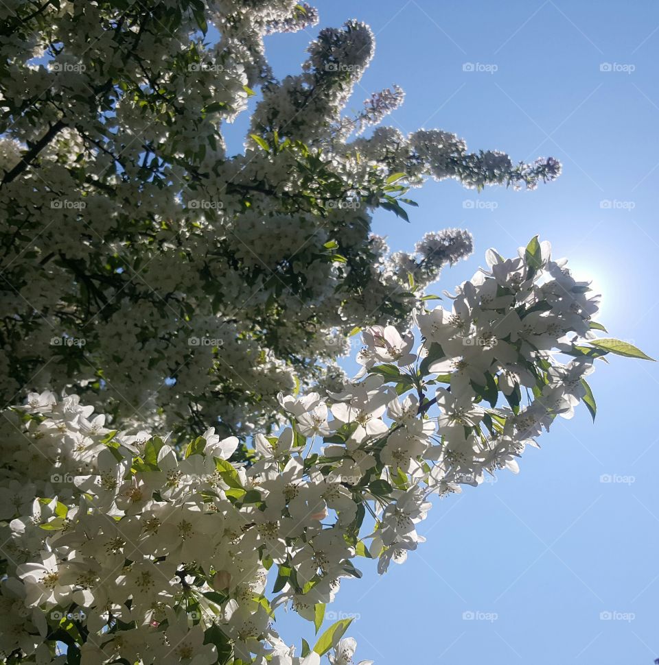 White Flower Tree In Bloom Point of View