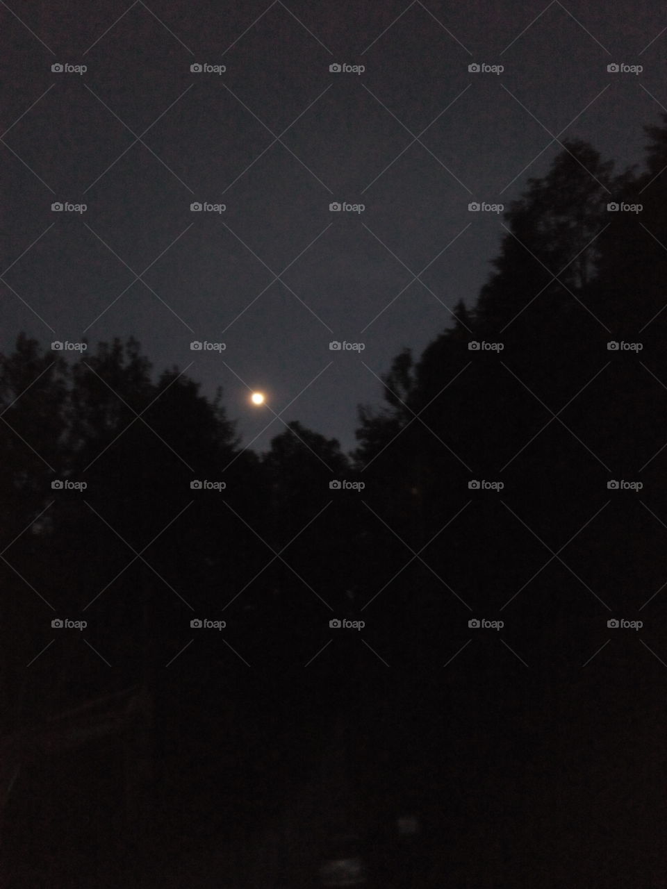 Night over the forest