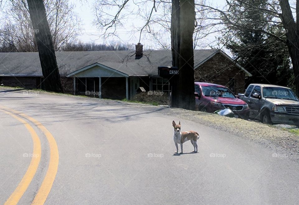 dog in road