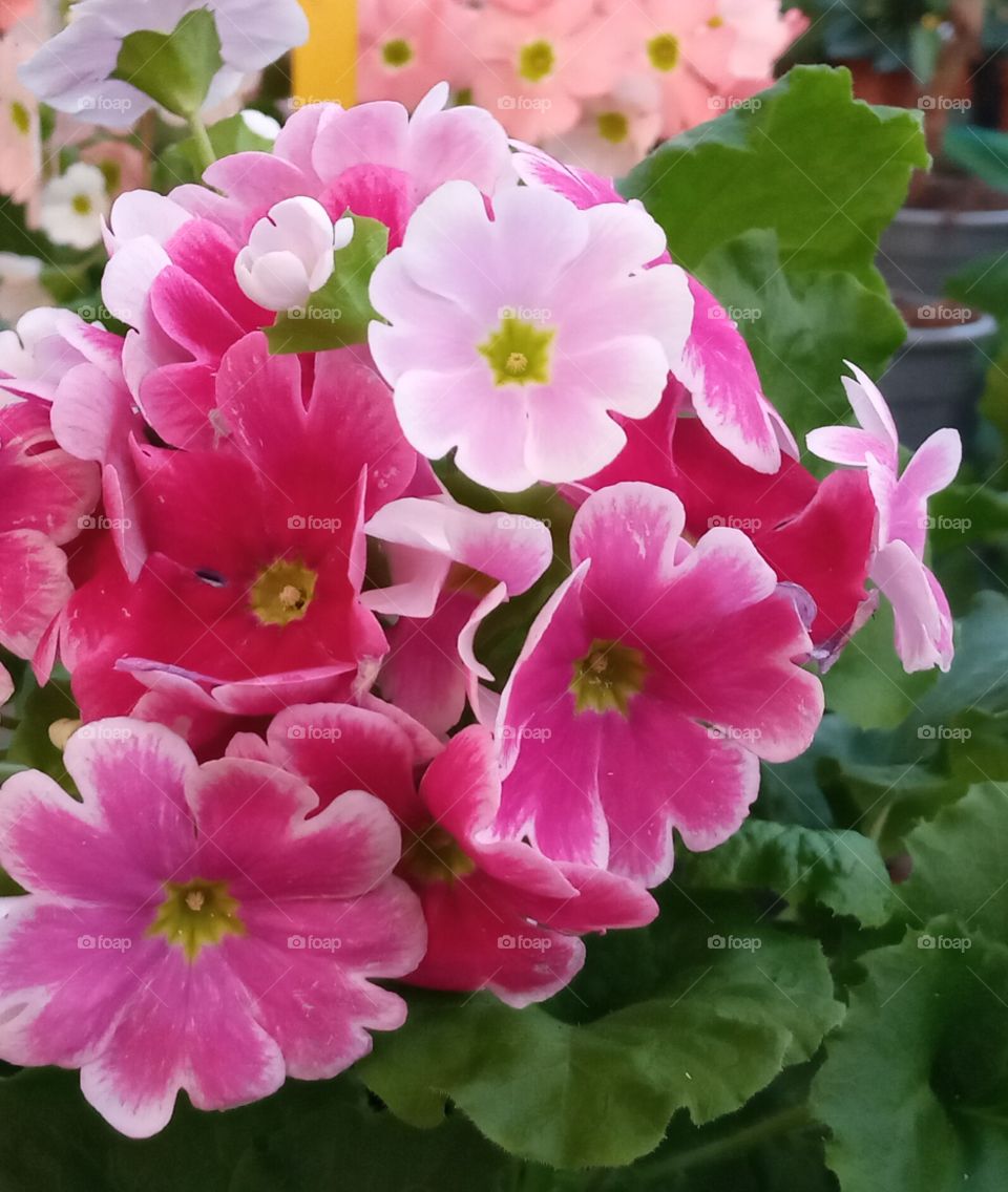 Despertando a la primavera