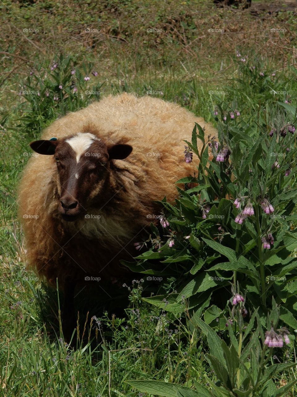 A sheep with full and colorful wool coat ready for spring shearing graze in a pasture on a farm in rural Lane County in Western Oregon. 