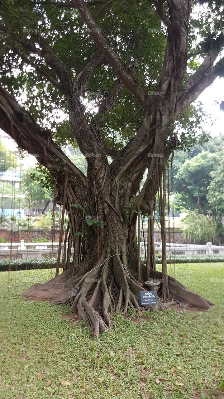 Han Oi tree