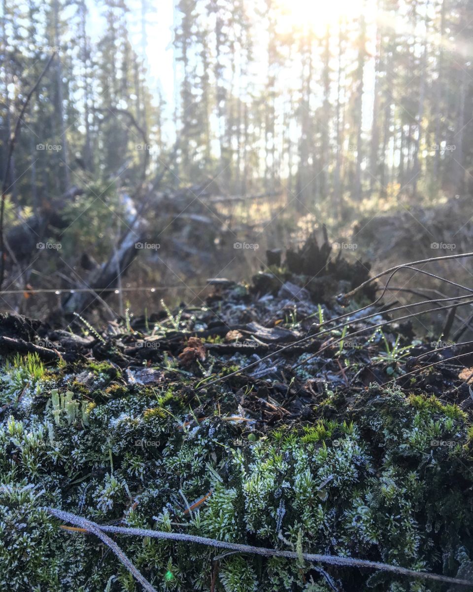 Sun highlights frosty moss on a stump in the forest 