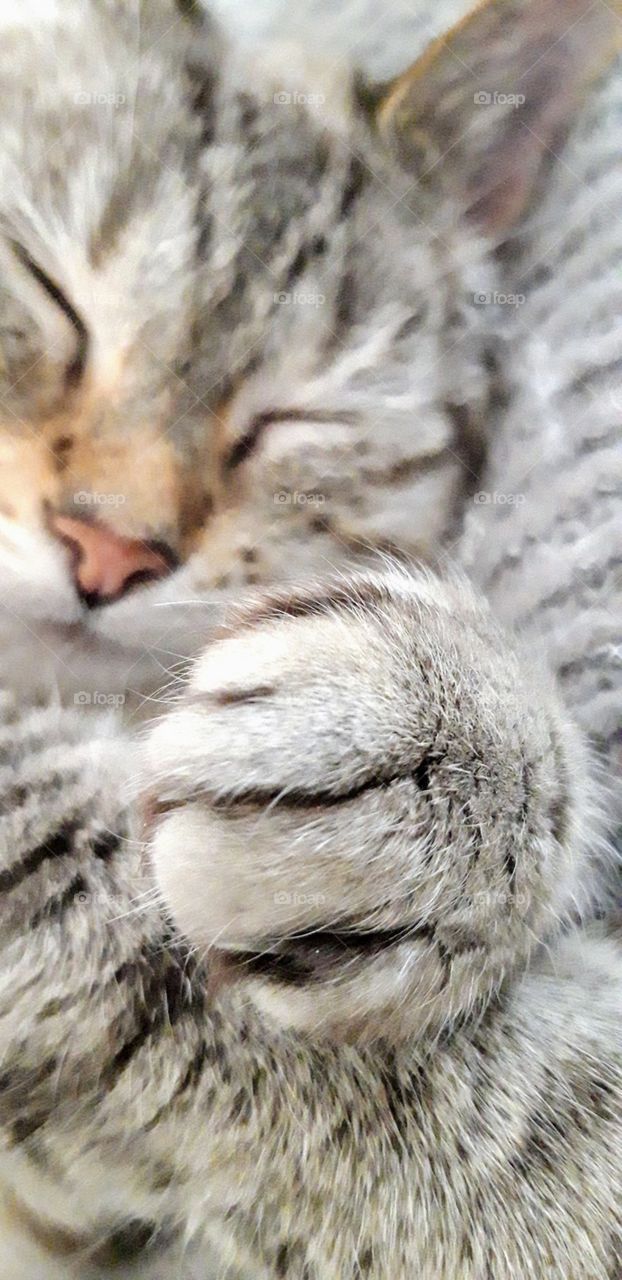 Chat dormant d'un sommeil paisible